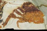 Partial, Miocene Pea Crab (Pinnixa) Fossil - California #141635-1